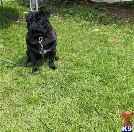 Loveablepugs Picture 1